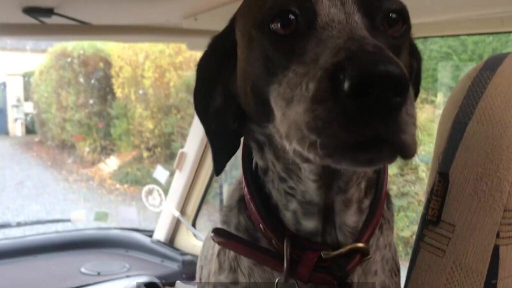 Bonnie, la chienne de Pierre, installée dans la cabine du Professeur Truck.